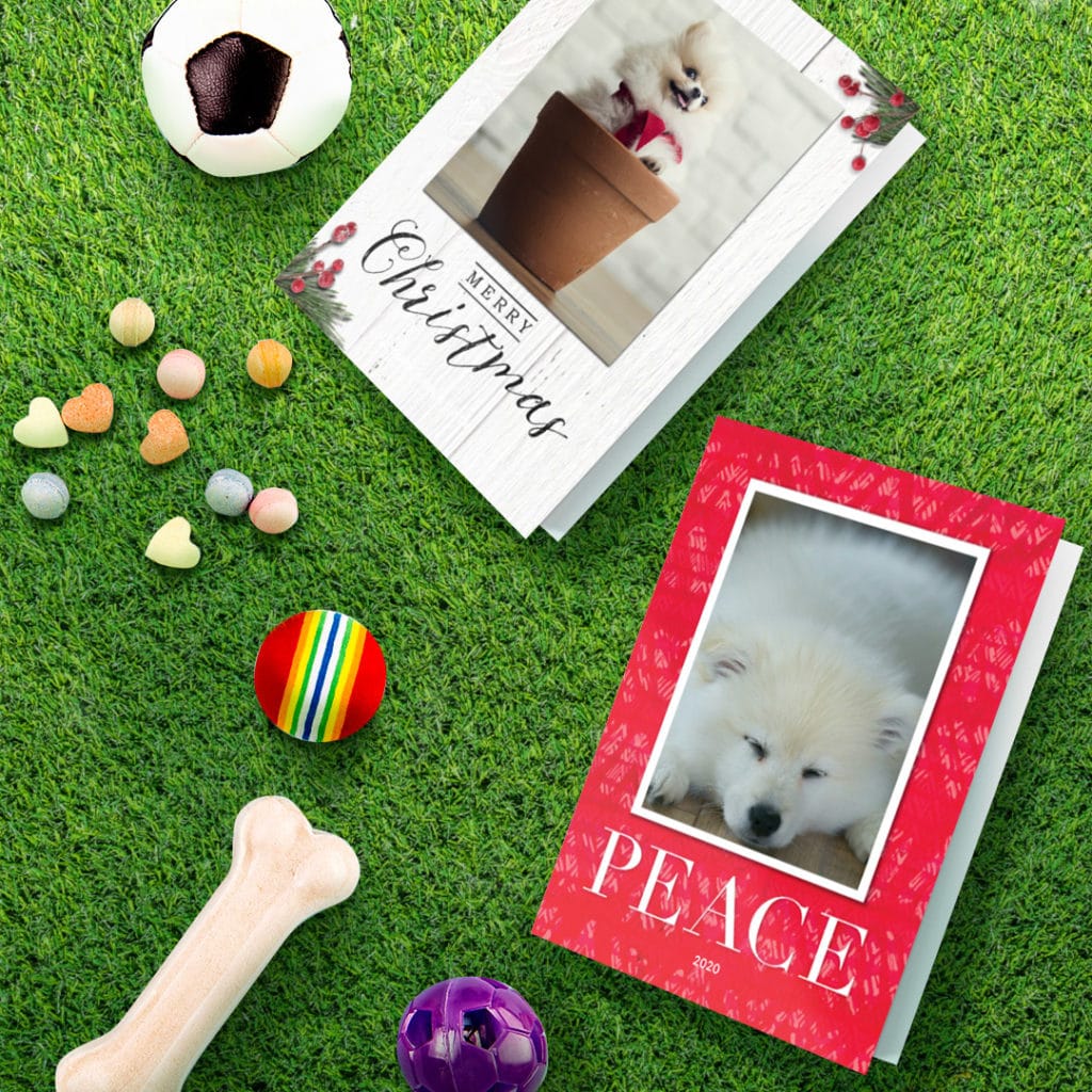 2 greeting cards featuring white pomeranian sleeping and one ina flower pot, surrounded by dog toys on grass